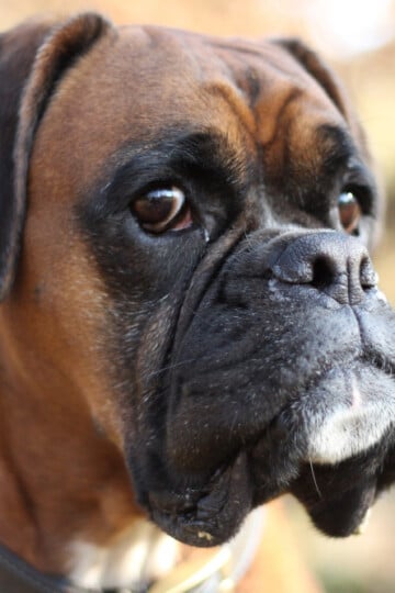 Closeup of a brown and black boxer dog