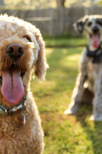 Dogs in backyard