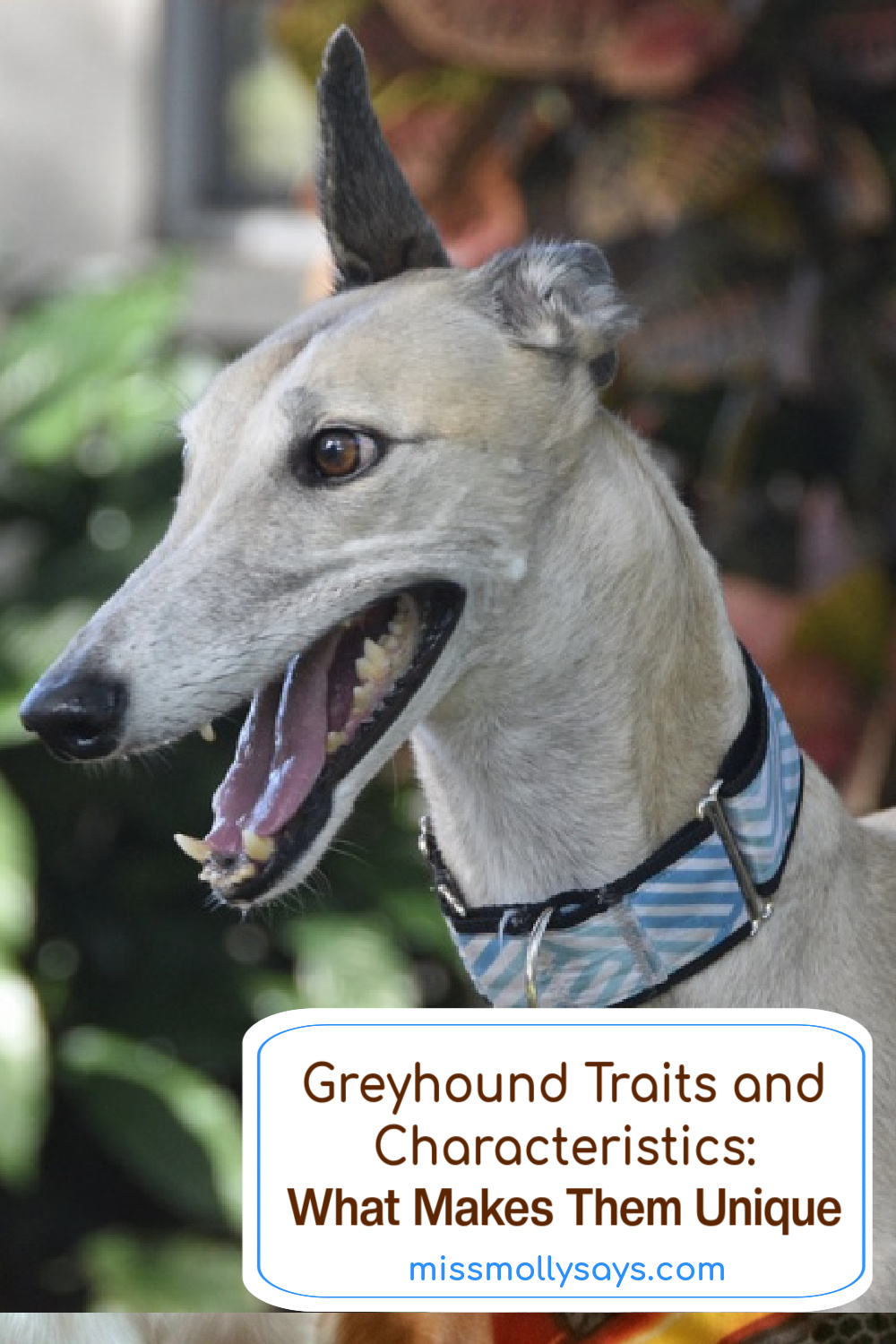 Greyhound Traits and Characteristics What Makes Them Unique