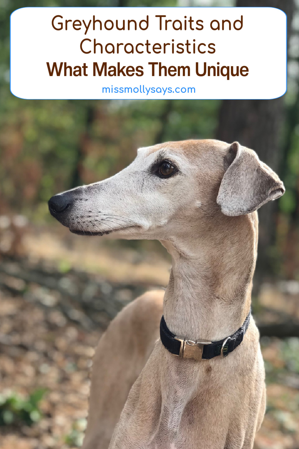 Greyhound Traits and Characteristics What Makes Them Unique
