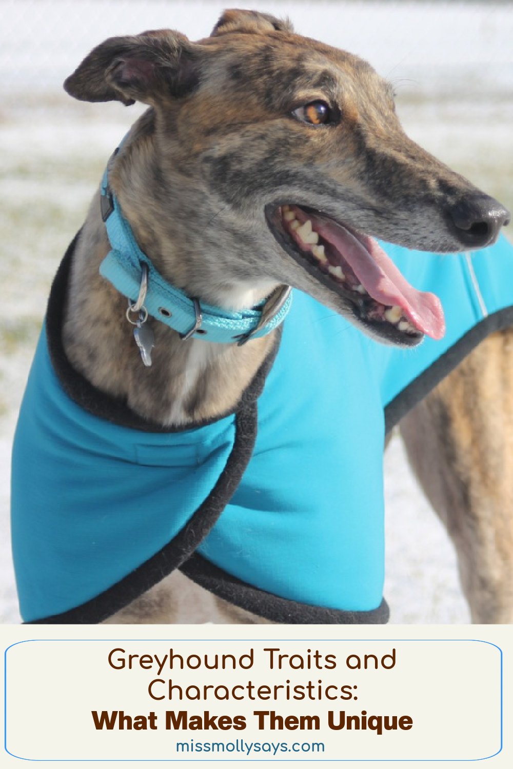Greyhound Traits and Characteristics What Makes Them Unique