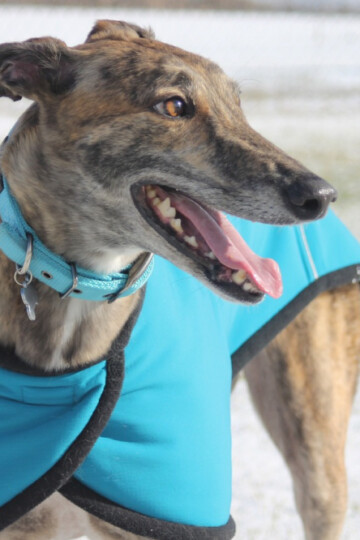 Greyhound dog wearing a light blue vest