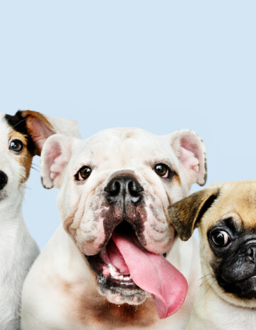 Group portrait of adorable puppies