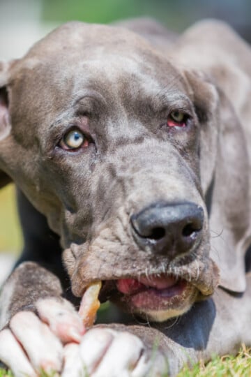 Large gray dog chewing on a pig ear dog treat