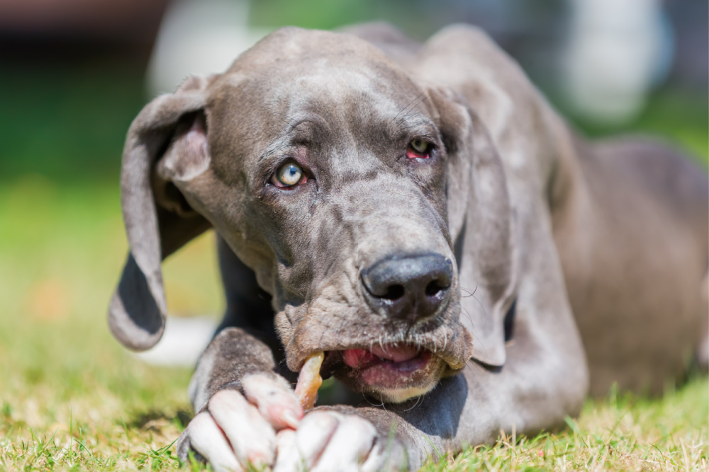 Are Pig Ears Good For Dogs? The Pros and Cons Miss Molly Says