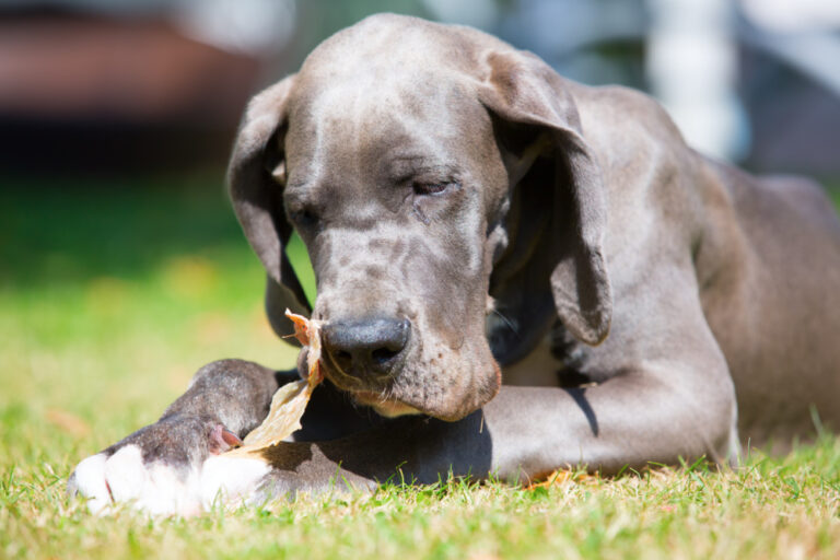 Are Pig Ears Good For Dogs? The Pros and Cons Miss Molly Says
