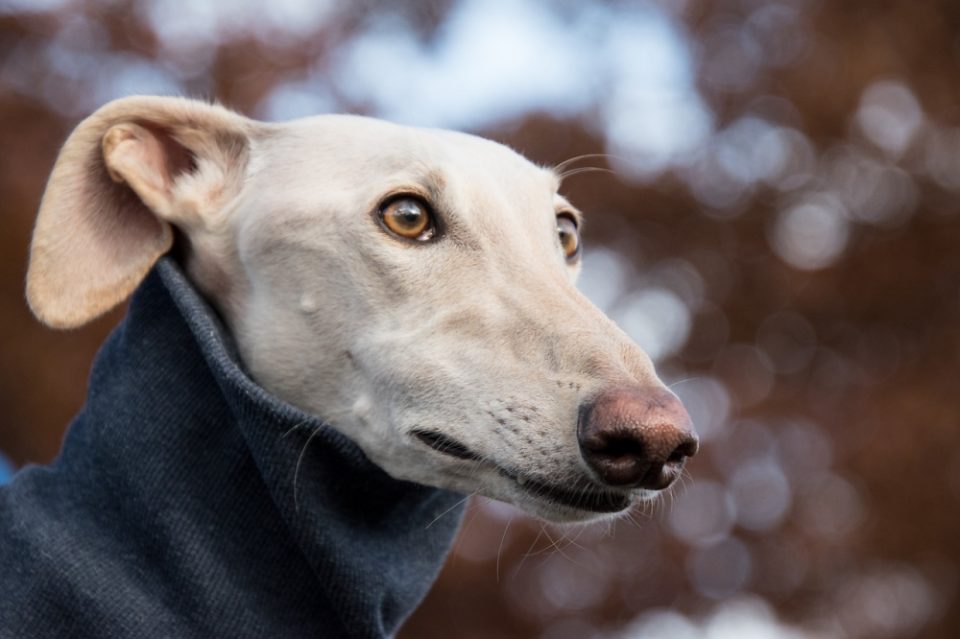 Greyhound Traits and Characteristics What Makes Them Unique