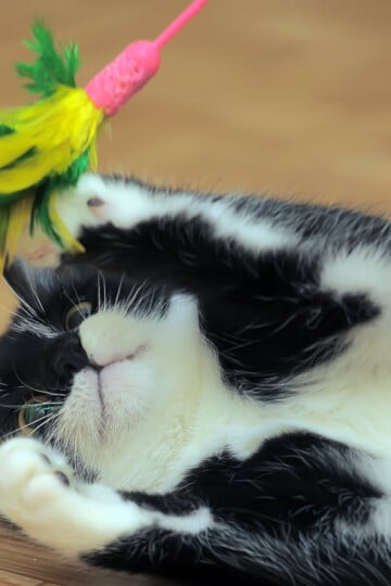 Black and white cat playing with a feather wand