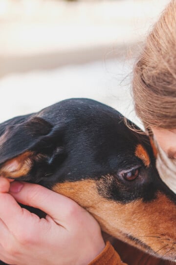 Girl face-to-face with her small black and tan dog