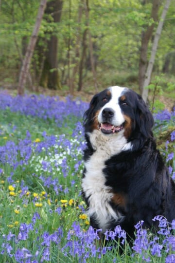 Large black and white dog sitting a field of purple flowers