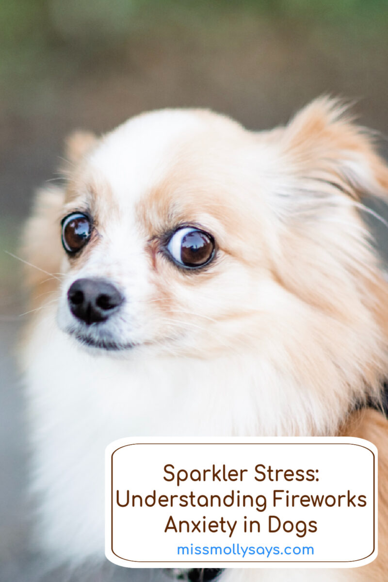 Sparkler Stress Understanding Fireworks Anxiety in Dogs