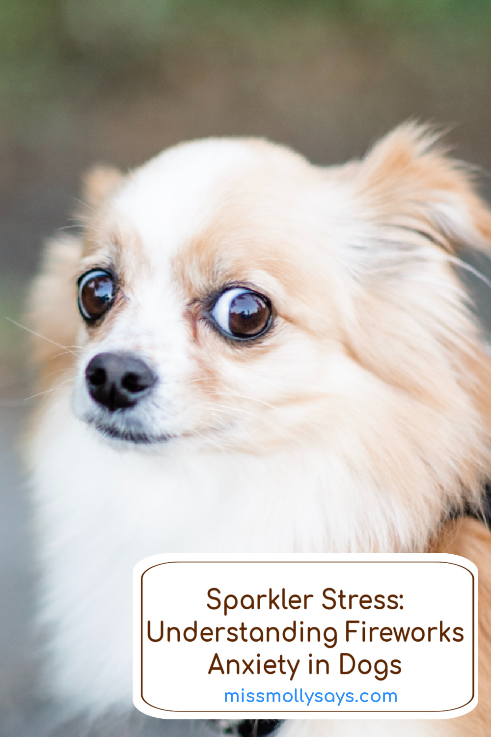 Sparkler Stress Understanding Fireworks Anxiety in Dogs