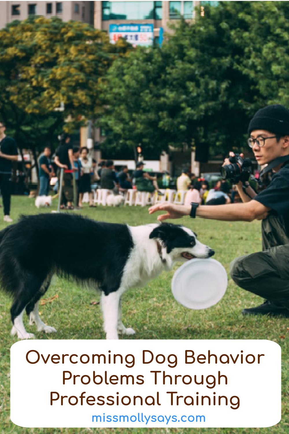 Dog Behavior Problems Through Professional Training