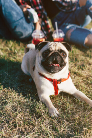 Two girls sitting on lawn with a Pug dog