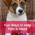 Fun Ways to Help Pets in Need