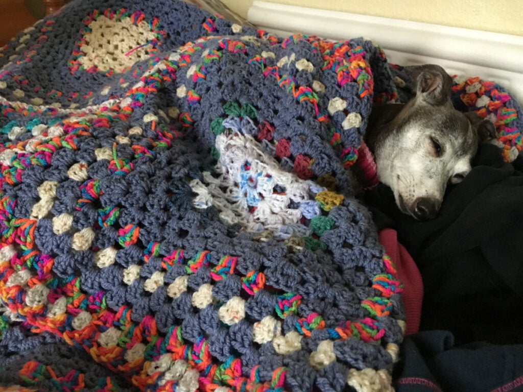 Senior dog sleeping under a knitted blanket Senior dog sleeping under a knitted blanket