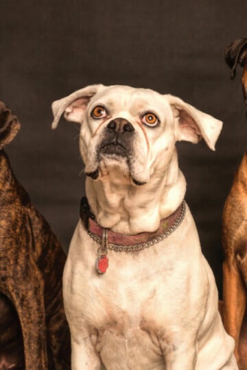 Three Boxer dogs sitting and posed for the camera