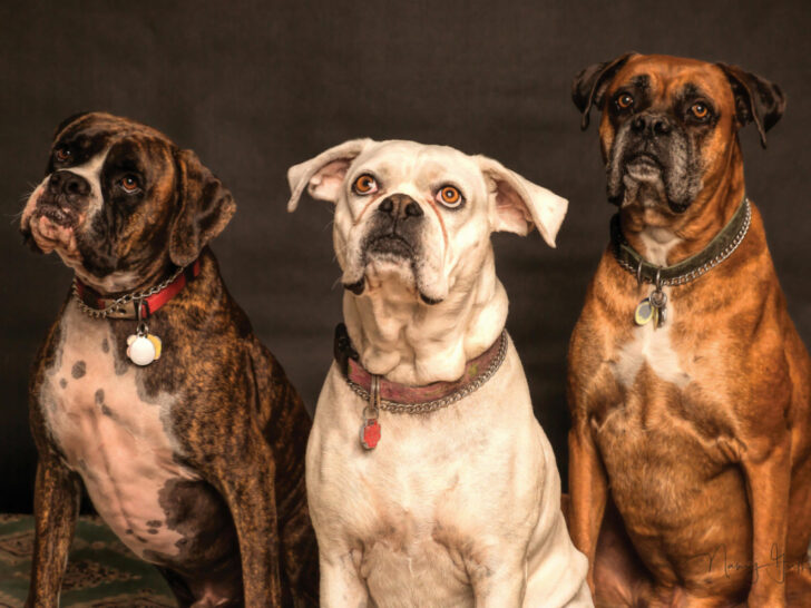 Three Boxer dogs sitting and posed for the camera