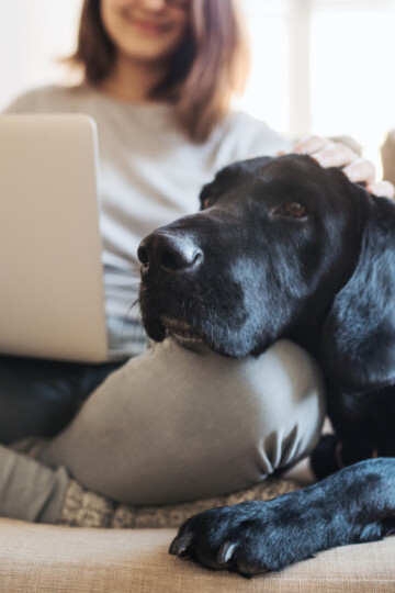 Woman and her large black dog sitting on a sofa while she uses laptop