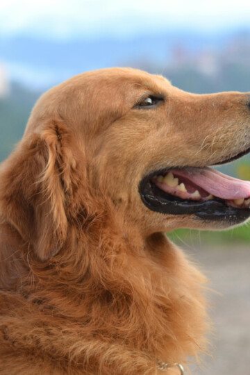 Still photo of Golden-colored dog