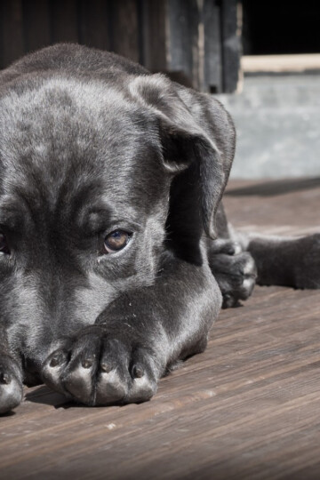 Cute black puppy with his head laying on his paws