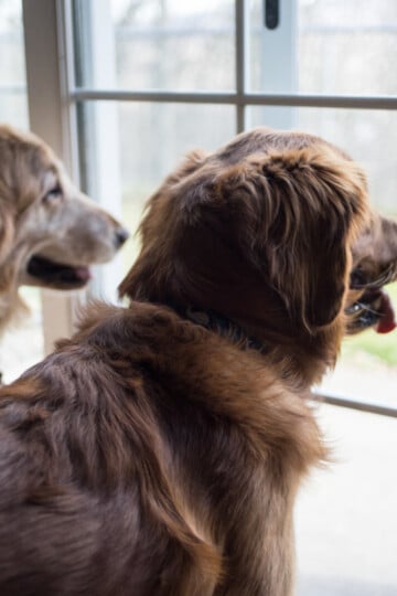 Two dogs looking out of the front window