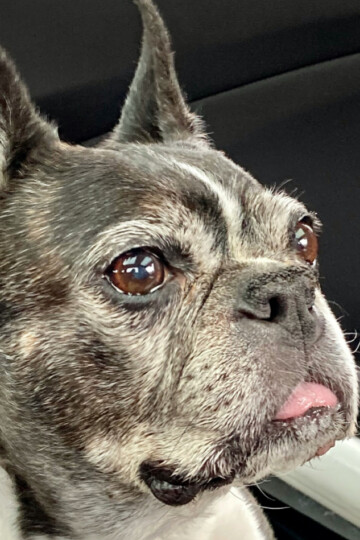 Black and white Boston Terrier dog