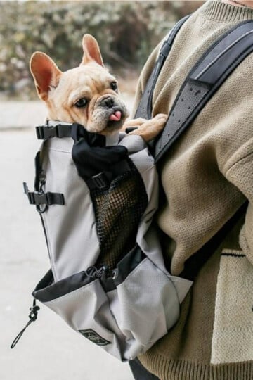 Dog being carried in a backpack by a man