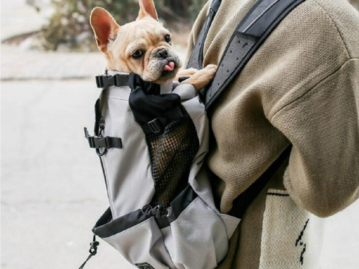 Dog being carried in a backpack by a man