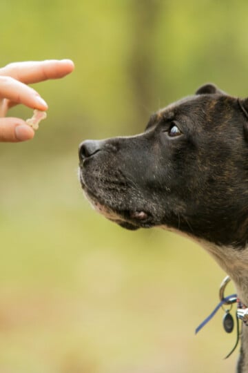 Person giving a black and white dog a small natural dog treat