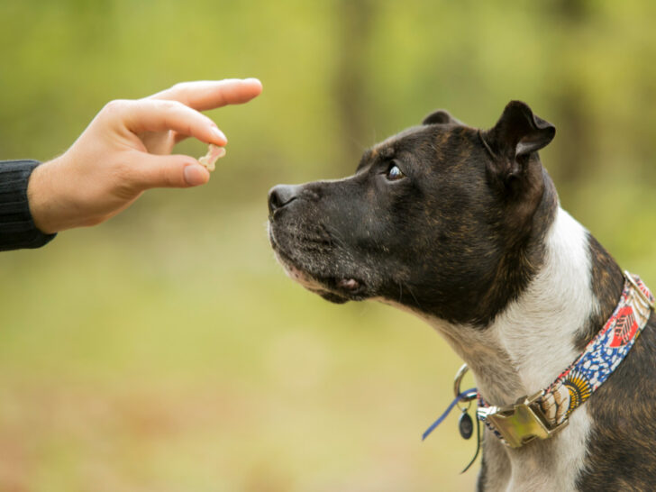 Person giving a black and white dog a small natural dog treat