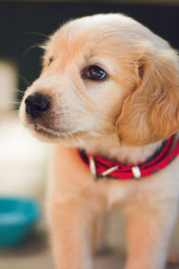 Small golden puppy standing beside a blue food bowl
