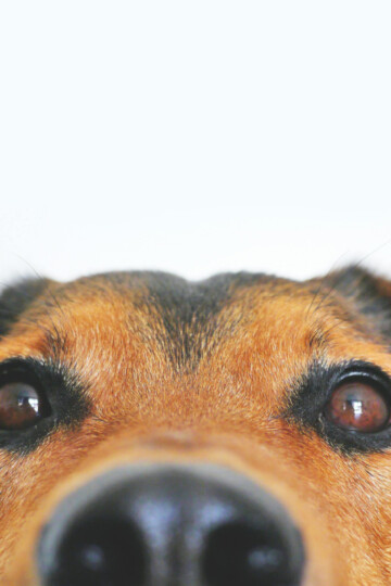 Closeup of a black and tan dog's eyes