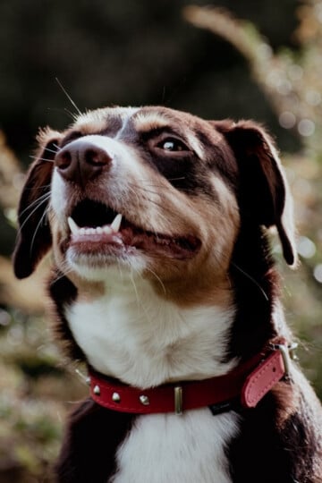 Smiling happy brown and white dog wearing a red collar