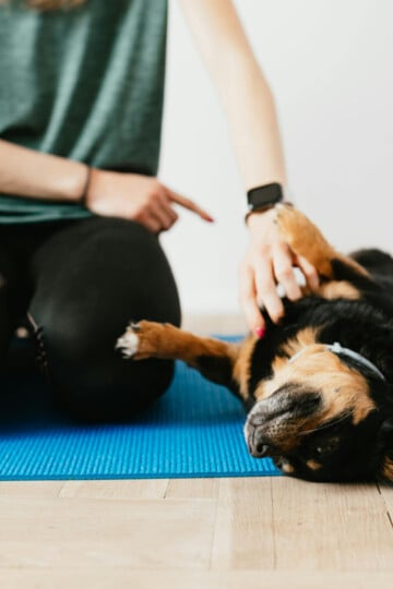 Woman sitting beside and training a dog that is laying on his back