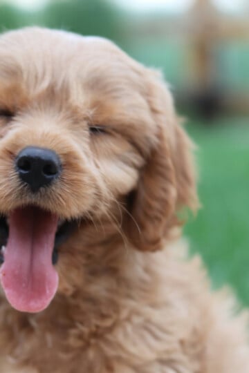 A smiling happy golden-colored dog
