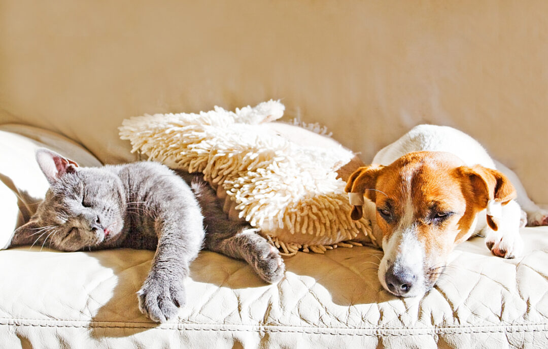 Best Air Purifiers For Allergies 2026 - Forbes Vetted