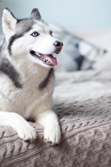 Gray and white husky dog smiling and laying on a bed