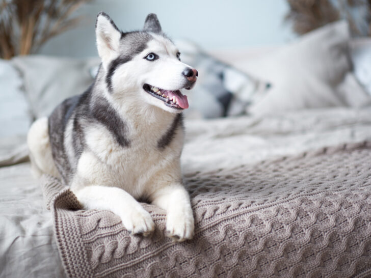 Gray and white husky dog smiling and laying on a bed