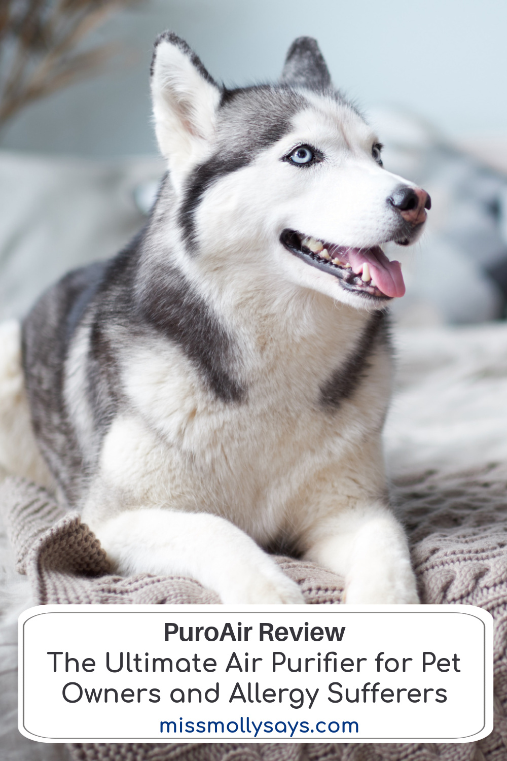 Air Purifier For Pets And Allergy Sufferers