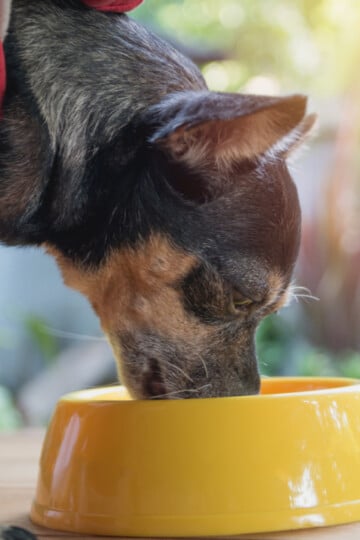 Small black and tan dog wearing a red and white shirt eating from a bright yellow bowl