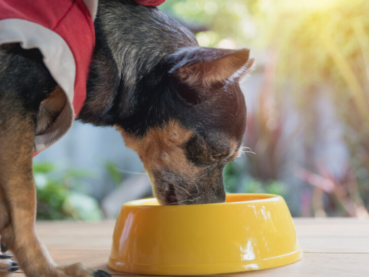 Small black and tan dog wearing a red and white shirt eating from a bright yellow bowl