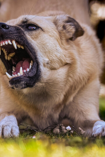 Snarling dog showing his teeth