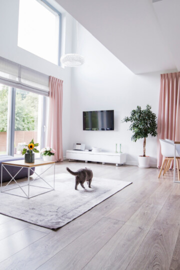 Cat walking on a rug in a luxury home