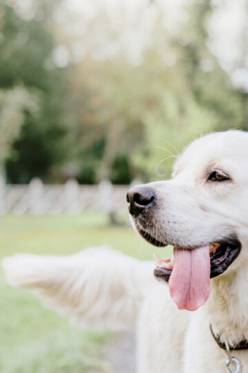 Happy white dog with tongue hanging out
