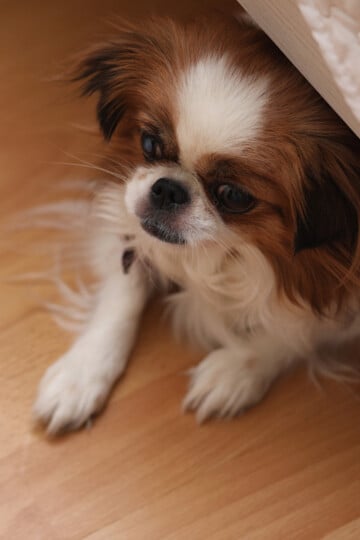 Small brown and white dog looking out from under a bed