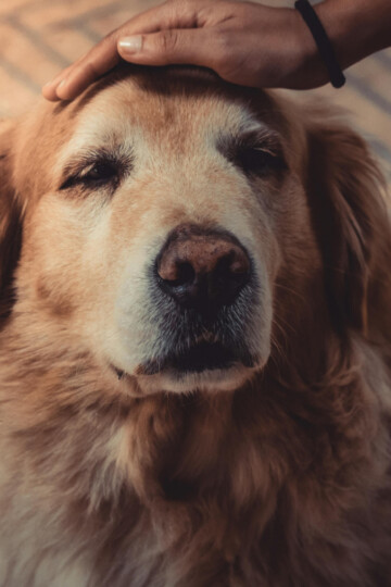 Person petting the head of a large brown dog
