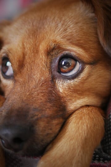 Small brown dog on plaid couch looking up with big eyes