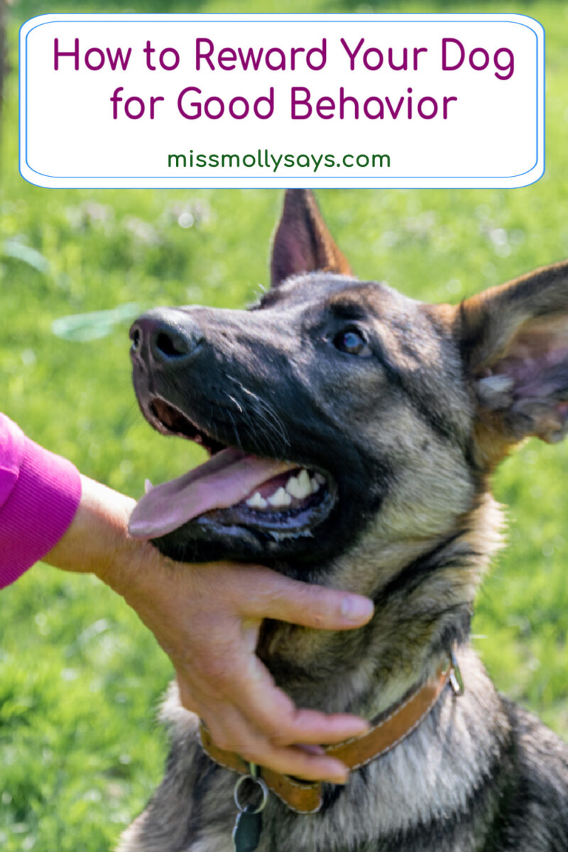 Photo inspiration: How To Reward Your Dog For Good Behavior Photo Inspiration