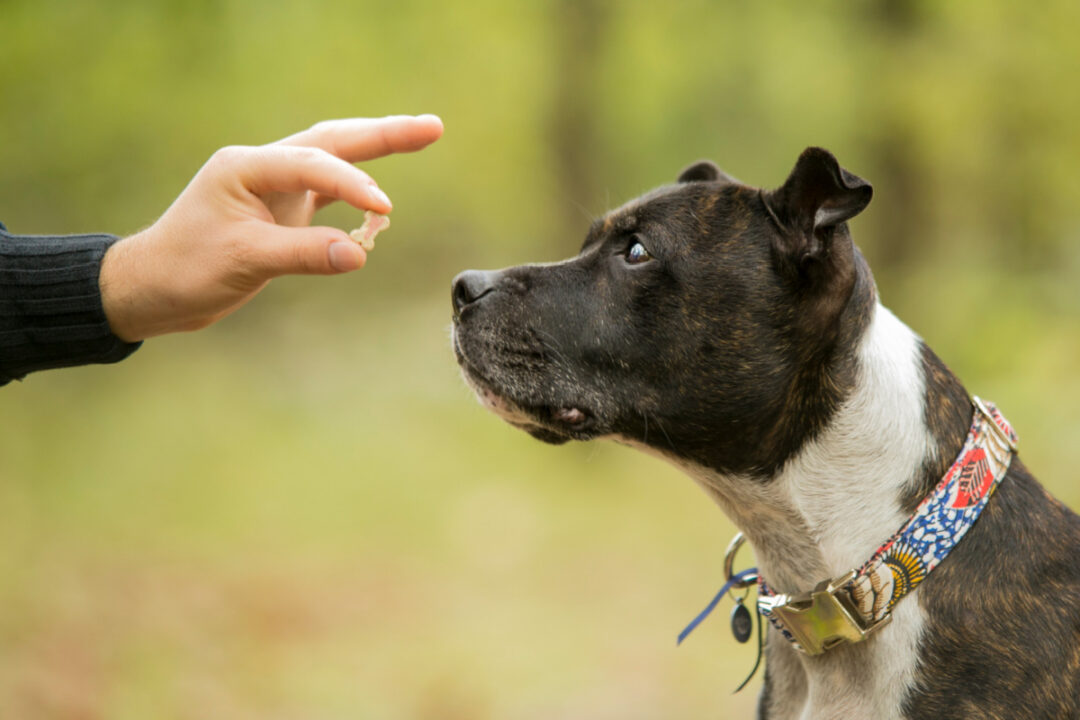Rewarded Dog How to Reward Your Dog for Good Behavior - Miss Molly Says